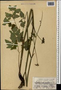 Cervaria cervariifolia (C. A. Mey.) Pimenov, Caucasus, Azerbaijan (K6) (Azerbaijan)