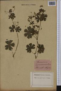 Geranium pyrenaicum Burm. f., Western Europe (EUR)