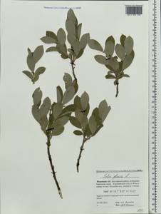 Salix glauca L., Eastern Europe, Northern region (E1) (Russia)