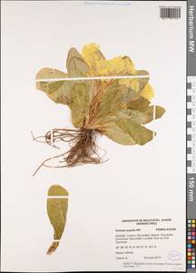 Primula vulgaris subsp. vulgaris, Western Europe (EUR) (Switzerland)