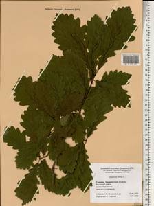 Quercus robur L., Eastern Europe, West Ukrainian region (E13) (Ukraine)