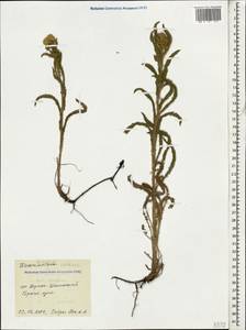 Achillea setacea Waldst. & Kit., Caucasus, Black Sea Shore (from Novorossiysk to Adler) (K3) (Russia)