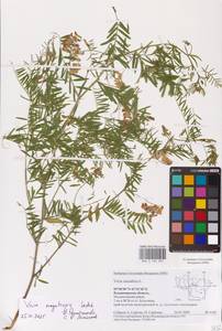 Vicia megalotropis Ledeb., Eastern Europe, Central region (E4) (Russia)