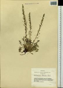Artemisia borealis Pall., Siberia, Altai & Sayany Mountains (S2) (Russia)