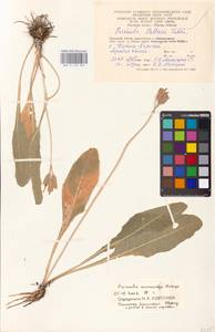 Primula veris subsp. macrocalyx (Bunge) Lüdi, Siberia, Western (Kazakhstan) Altai Mountains (S2a) (Kazakhstan)