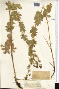 Thalictrum simplex L., Middle Asia, Dzungarian Alatau & Tarbagatai (M5) (Kazakhstan)