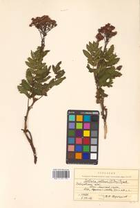 Sorbaria pallasii (G. Don) Pojark., Siberia, Russian Far East (S6) (Russia)