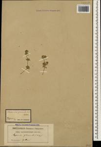 Asperula glomerata (M.Bieb.) Griseb., Caucasus, Armenia (K5) (Armenia)