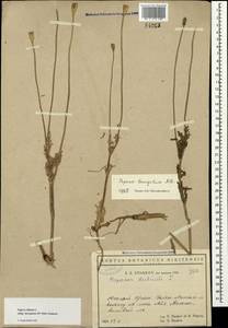 Papaver laevigatum M. Bieb., Crimea (KRYM) (Russia)