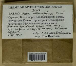 Nyholmiella obtusifolia (Brid.) Holmen & E. Warncke, Bryophytes, Bryophytes - Karelia, Leningrad & Murmansk Oblasts (B4) (Russia)