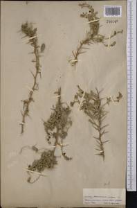 Ammodendron bifolium (Pall.)Yakovlev, Middle Asia, Syr-Darian deserts & Kyzylkum (M7) (Kazakhstan)
