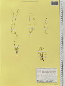 Sagina saginoides (L.) Karst., Siberia, Central Siberia (S3) (Russia)