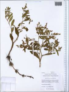 Koenigia ajanensis (Regel & Tiling) comb. ined., Siberia, Baikal & Transbaikal region (S4) (Russia)