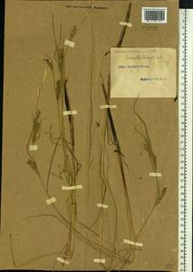 Carex atherodes Spreng., Siberia, Altai & Sayany Mountains (S2) (Russia)