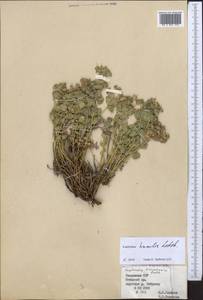Euphorbia humilis C.A.Mey. ex Ledeb., Middle Asia, Western Tian Shan & Karatau (M3) (Kazakhstan)