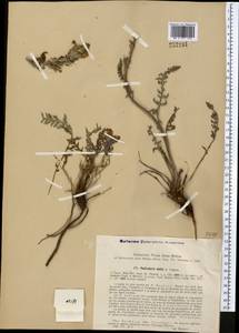 Pedicularis talassica Vved., Middle Asia, Western Tian Shan & Karatau (M3) (Uzbekistan)