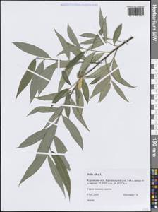 Salix alba L., Siberia, Western Siberia (S1) (Russia)