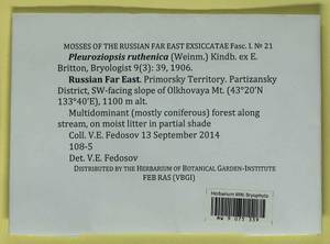 Pleuroziopsis ruthenica (Weinm.) Kindb. ex E. Britton, Bryophytes, Bryophytes - Russian Far East (excl. Chukotka & Kamchatka) (B20) (Russia)