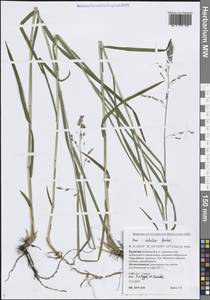 Poa irkutica Roshev., Siberia, Baikal & Transbaikal region (S4) (Russia)