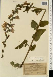 Campanula rapunculoides L., Caucasus, Georgia (K4) (Georgia)