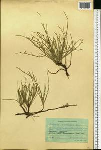 Ephedra distachya L., Eastern Europe, North Ukrainian region (E11) (Ukraine)