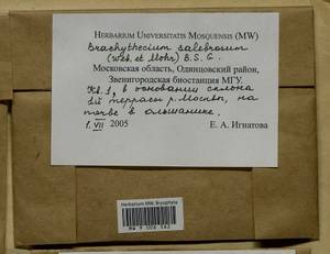 Brachythecium salebrosum (Hoffm. ex F. Weber & D. Mohr) Schimp., Bryophytes, Bryophytes - Moscow City & Moscow Oblast (B6a) (Russia)