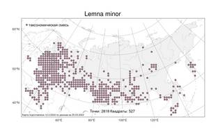 Lemna minor L., Atlas of the Russian Flora (FLORUS) (Russia)