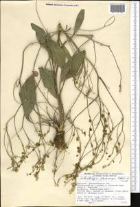 Lepidium pterocarpum (Botsch. & Vved.) Al-Shehbaz & Mumm., Middle Asia, Western Tian Shan & Karatau (M3) (Kyrgyzstan)