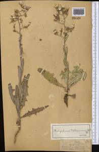 Lactuca tatarica (L.) C.A.Mey., Middle Asia, Dzungarian Alatau & Tarbagatai (M5) (Kazakhstan)