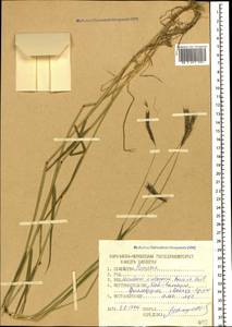 Hordeum brevisubulatum (Trin.) Link, Caucasus, Stavropol Krai, Karachay-Cherkessia & Kabardino-Balkaria (K1b) (Russia)