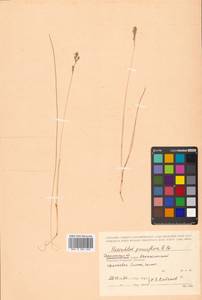 Anthoxanthum arcticum Veldkamp, Siberia, Russian Far East (S6) (Russia)