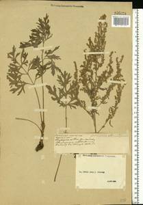 Artemisia absinthium L., Eastern Europe, Middle Volga region (E8) (Russia)