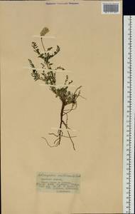 Astragalus macropterus DC., Siberia, Baikal & Transbaikal region (S4) (Russia)