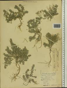 Alyssum tortuosum subsp. cretaceum Kotov, Eastern Europe, Middle Volga region (E8) (Russia)