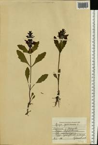 Ajuga genevensis L., Eastern Europe, North Ukrainian region (E11) (Ukraine)