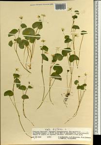 Viola biflora L., Mongolia (MONG) (Mongolia)