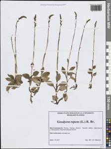 Goodyera repens (L.) R.Br., Siberia, Western Siberia (S1) (Russia)
