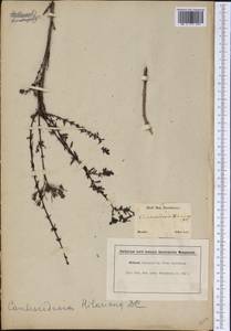 Cambessedesia hilariana (A.St.Hil. ex Bonpl.) DC., America (AMER) (Brazil)
