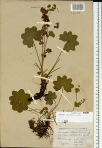 Alchemilla cyrtopleura Juz., Siberia, Western (Kazakhstan) Altai Mountains (S2a) (Kazakhstan)