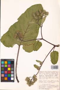 Arctium tomentosum Mill., Eastern Europe, Lower Volga region (E9) (Russia)