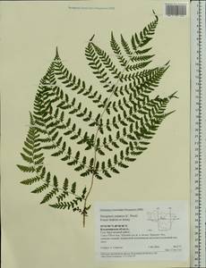 Dryopteris expansa (C. Presl) Fraser-Jenk. & Jermy, Eastern Europe, Central region (E4) (Russia)