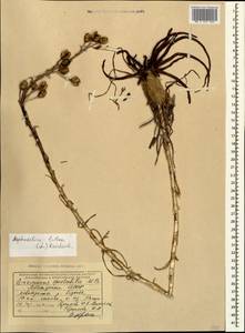 Asphodeline lutea (L.) Rchb., Caucasus, Abkhazia (K4a) (Abkhazia)