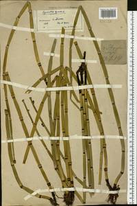 Equisetum hyemale L., Siberia, Western Siberia (S1) (Russia)