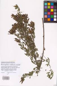 Chamaecytisus austriacus (L.) Link, Eastern Europe, South Ukrainian region (E12) (Russia)