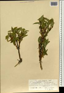 Lonicera hispida Pall. ex Roem. & Schult., Mongolia (MONG) (Mongolia)