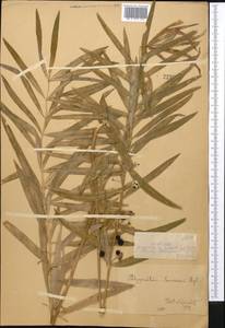 Polygonatum sewerzowii Regel, Middle Asia, Dzungarian Alatau & Tarbagatai (M5) (Kazakhstan)