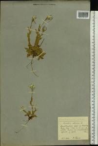 Arabis alpina L., Eastern Europe, Northern region (E1) (Russia)