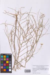 Sisymbrium altissimum L., Eastern Europe, Moscow region (E4a) (Russia)