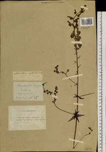 Aconitum leucostomum Vorosch., Siberia, Altai & Sayany Mountains (S2) (Russia)