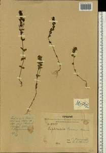 Euphrasia ×vernalis List, Eastern Europe, Central forest region (E5) (Russia)